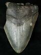 Partial Fossil Megalodon Tooth #17252-1